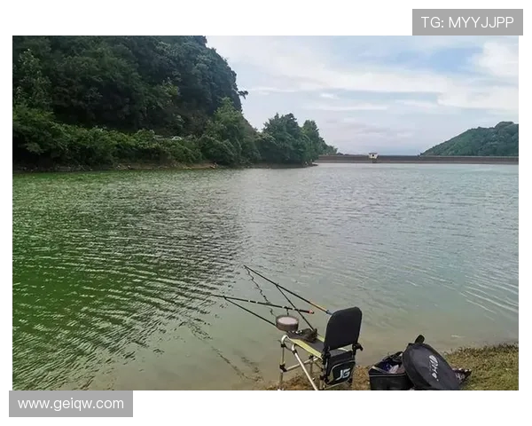 红树林钓鱼的 3 个暗码:99% 的人踩错潮汐与钓点 红树林钓鱼的 3 个暗码:99% 的人踩错潮汐与钓点